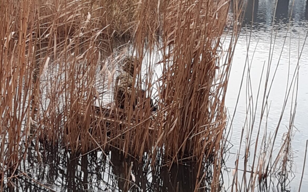 Leuke verhaaltjes: ‘Hij bleek vast te zitten in het riet’