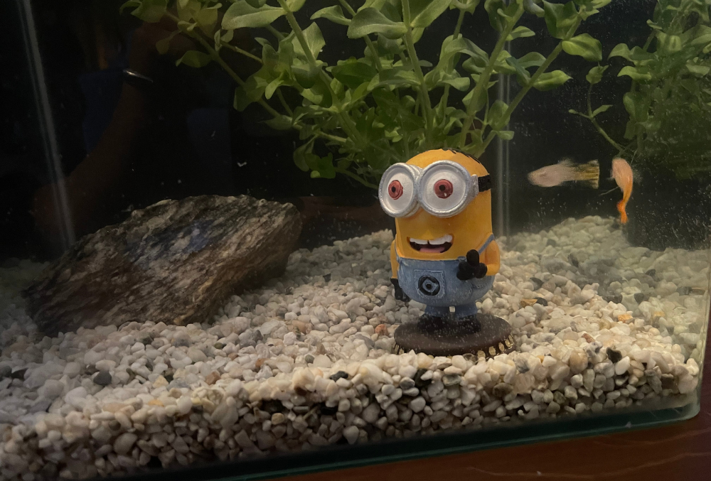 Op de biechtstoel: ‘Na de zomervakantie leefde alleen vis C nog’